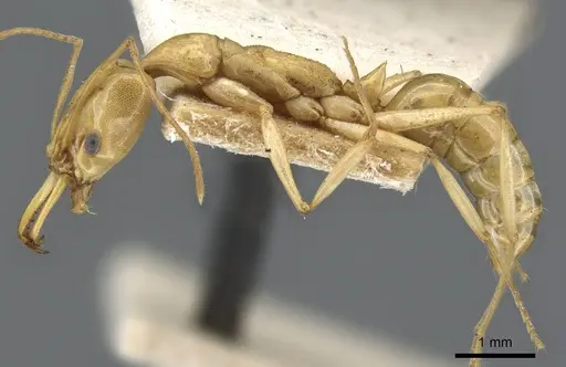 Anochetus haytianus specimen CASENT0905847 image casent0905847_3