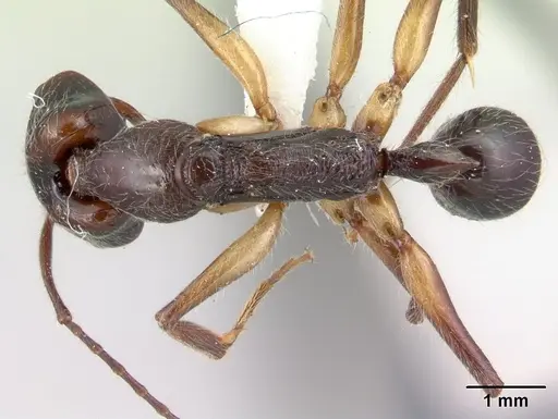 Anochetus hohenbergiae specimen CASENT0178921 image casent0178921_1