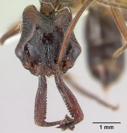 Anochetus hohenbergiae specimen CASENT0178921 image casent0178921_2