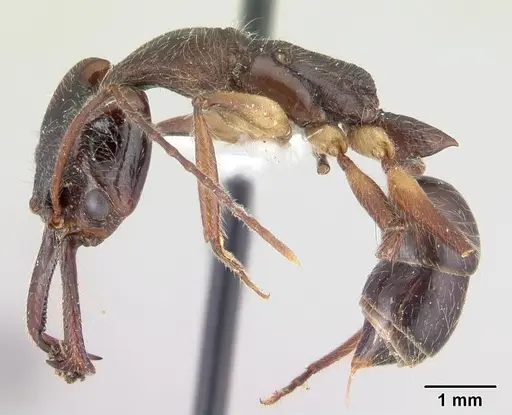 Anochetus hohenbergiae specimen CASENT0178921 image casent0178921_3