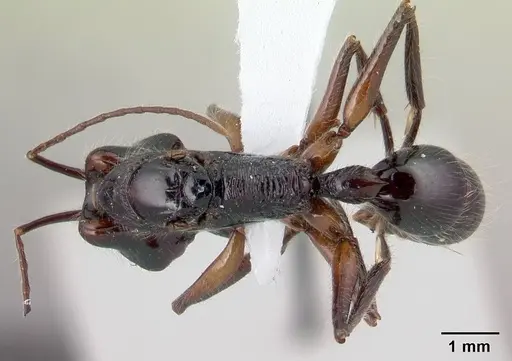 Anochetus hohenbergiae specimen CASENT0179445 image casent0179445_1