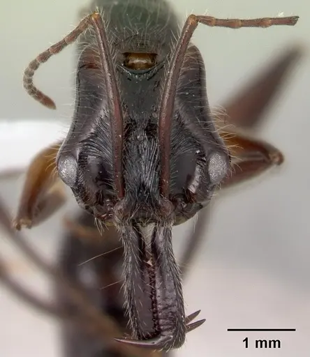 Anochetus hohenbergiae specimen CASENT0179445 image casent0179445_2
