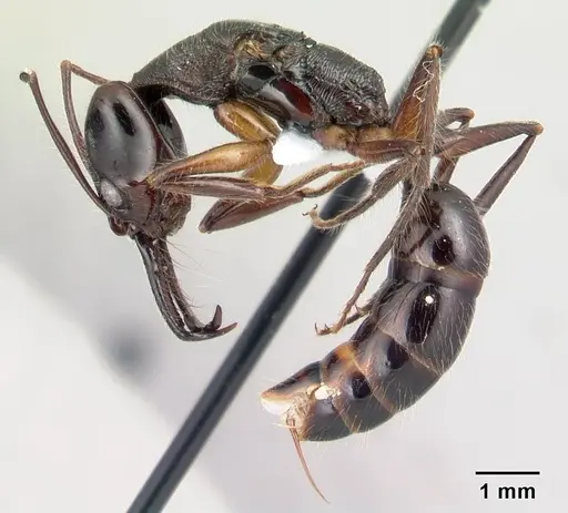 Anochetus hohenbergiae specimen CASENT0179445 image casent0179445_3