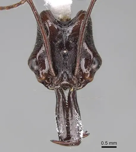 Anochetus hohenbergiae specimen CASENT0919827 image casent0919827_2