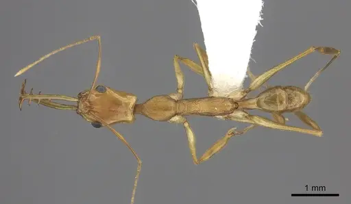 Anochetus horridus specimen CASENT0260495 image casent0260495_1