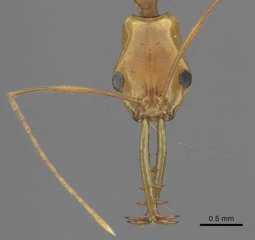 Anochetus horridus specimen CASENT0260495 image casent0260495_2