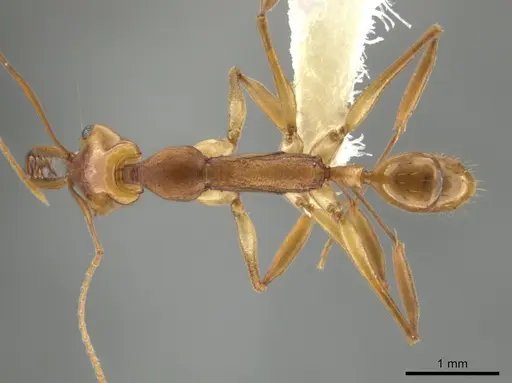 Anochetus horridus specimen CASENT0646123 image casent0646123_1
