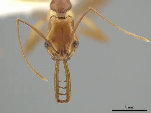 Anochetus horridus specimen CASENT0646123 image casent0646123_2
