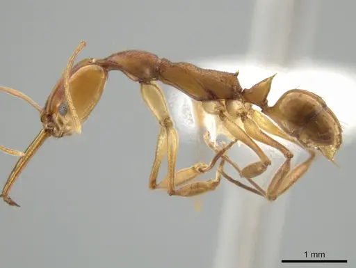 Anochetus horridus specimen CASENT0646123 image casent0646123_3