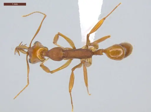 Anochetus horridus specimen ECOFOG-MI15-0121-44 image ecofog-mi15-0121-44_1
