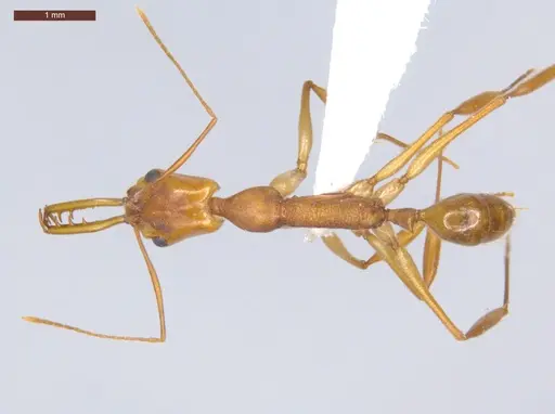 Anochetus horridus specimen ECOFOG-SL13-0915-15 image ecofog-sl13-0915-15_1