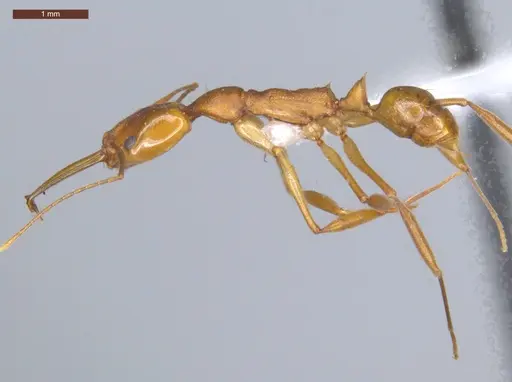 Anochetus horridus specimen ECOFOG-SL13-0915-15 image ecofog-sl13-0915-15_3