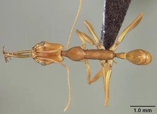 Anochetus horridus specimen USNMENT00445957 image usnment00445957_1