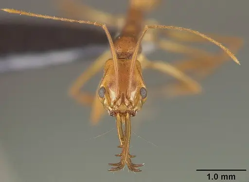Anochetus horridus specimen USNMENT00445957 image usnment00445957_2