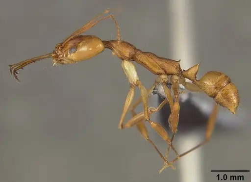 Anochetus horridus specimen USNMENT00445957 image usnment00445957_3