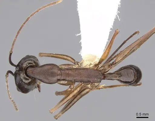 Anochetus inca specimen CASENT0281875 image casent0281875_1
