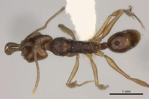 Anochetus incultus specimen CASENT0217506 image casent0217506_1