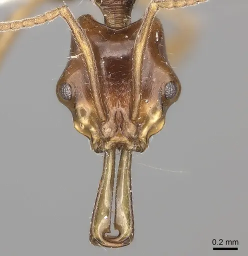 Anochetus incultus specimen CASENT0217506 image casent0217506_2