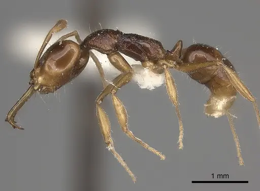 Anochetus incultus specimen CASENT0217506 image casent0217506_3