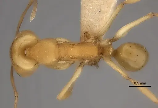 Anochetus inermis specimen CASENT0217507 image casent0217507_1