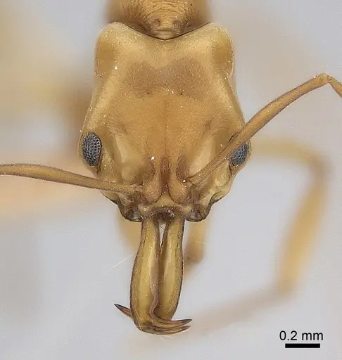 Anochetus inermis specimen CASENT0217507 image casent0217507_2