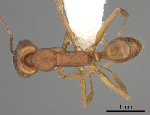 Anochetus inermis specimen CASENT0260496 image casent0260496_1