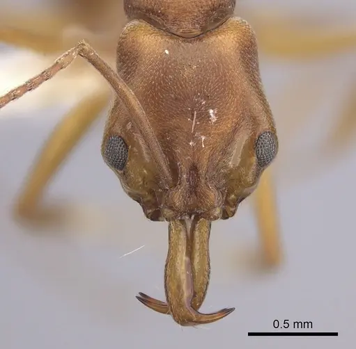 Anochetus inermis specimen CASENT0260496 image casent0260496_2