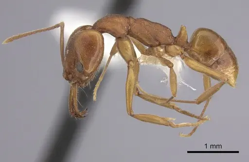 Anochetus inermis specimen CASENT0260496 image casent0260496_3