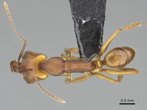 Anochetus inermis specimen CASENT0318458 image casent0318458_1