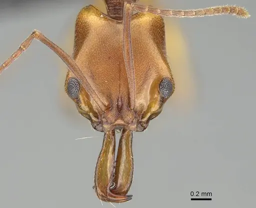 Anochetus inermis specimen CASENT0318458 image casent0318458_2