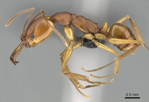 Anochetus inermis specimen CASENT0318458 image casent0318458_3