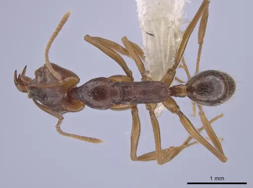 Anochetus inermis specimen CASENT0658777 image casent0658777_1
