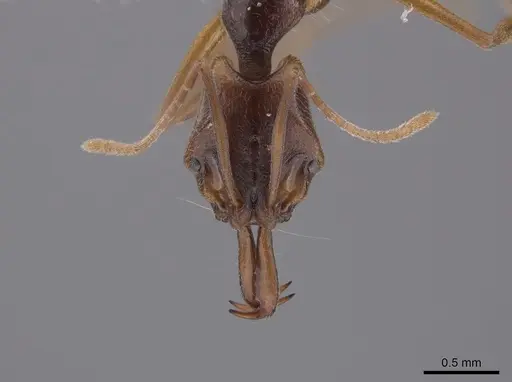 Anochetus inermis specimen CASENT0658777 image casent0658777_2