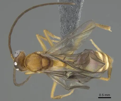 Anochetus inermis specimen CASENT0729643 image casent0729643_1