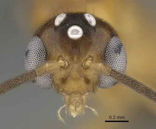 Anochetus inermis specimen CASENT0729643 image casent0729643_2