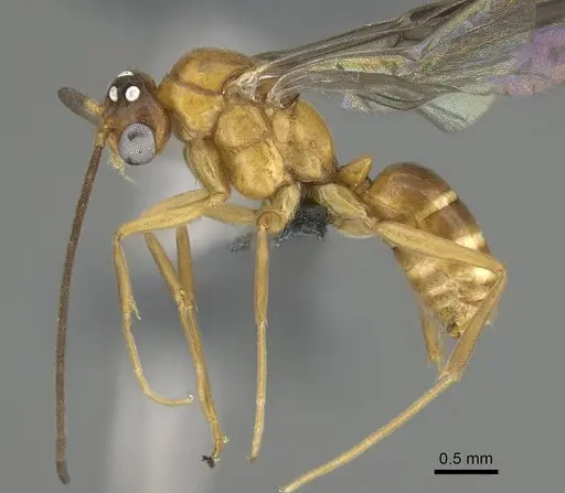 Anochetus inermis specimen CASENT0729643 image casent0729643_3