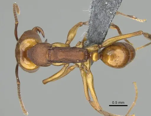 Anochetus inermis specimen CASENT0768053 image casent0768053_1