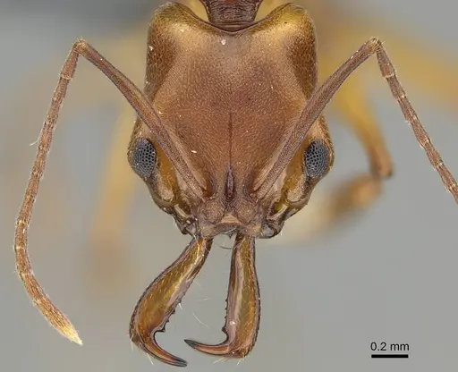 Anochetus inermis specimen CASENT0768053 image casent0768053_2