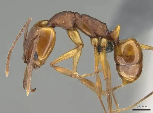 Anochetus inermis specimen CASENT0768053 image casent0768053_3