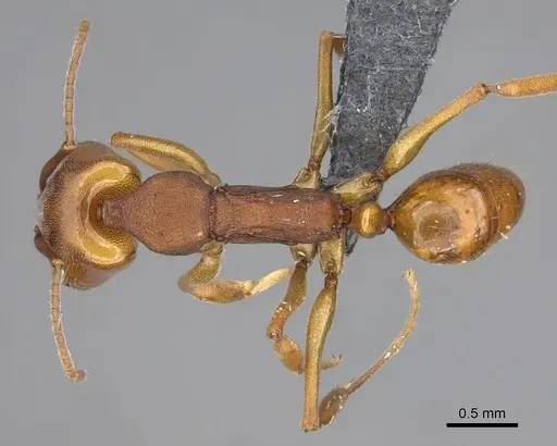 Anochetus inermis specimen CASENT0768091 image casent0768091_1