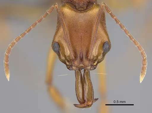 Anochetus inermis specimen CASENT0768091 image casent0768091_2