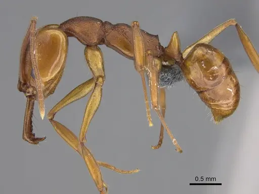 Anochetus inermis specimen CASENT0768091 image casent0768091_3