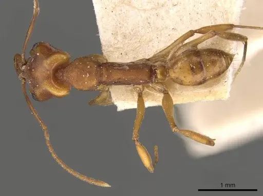 Anochetus inermis specimen CASENT0907419 image casent0907419_1