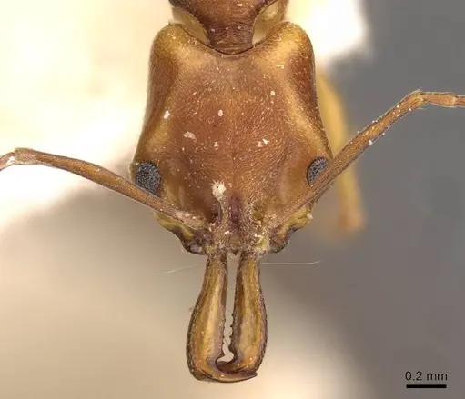 Anochetus inermis specimen CASENT0907419 image casent0907419_2