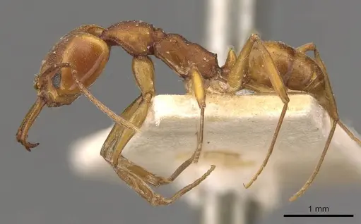 Anochetus inermis specimen CASENT0907419 image casent0907419_3