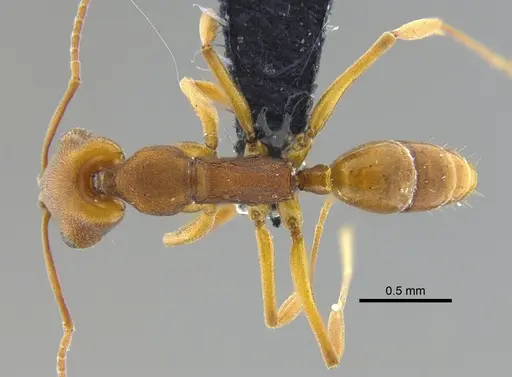 Anochetus inermis specimen CBUMAGENT41677 image cbumagent41677_1