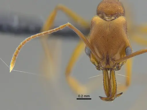 Anochetus inermis specimen CBUMAGENT41677 image cbumagent41677_2