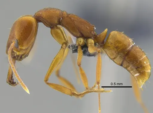 Anochetus inermis specimen CBUMAGENT41677 image cbumagent41677_3