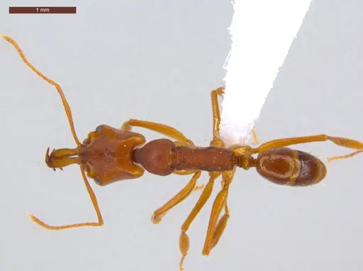 Anochetus inermis specimen ECOFOG-CSG15-0265-04 image ecofog-csg15-0265-04_1