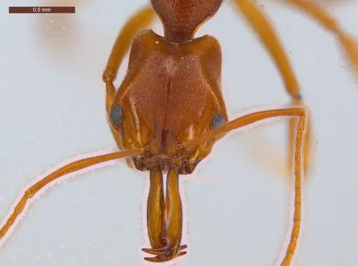 Anochetus inermis specimen ECOFOG-CSG15-0265-04 image ecofog-csg15-0265-04_2